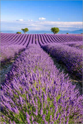 Poster Sommer in der Provence