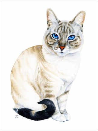 Poster Tiramisu, die blauäugige Katze