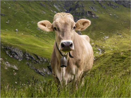 Wandsticker  Kuh auf der Alm in der Schweiz - Dieterich Fotografie