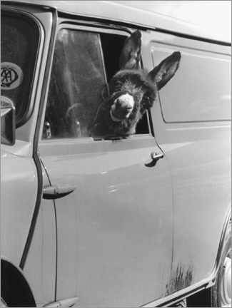 Poster  Esel schaut aus dem Autofenster - John Drysdale