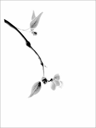 Hartschaumbild  Sakura-Zweig - Maxim Images