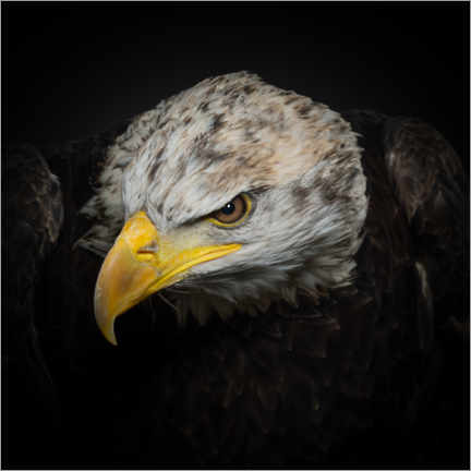 Poster  Der amerikanische Adler - Natascha Worseling