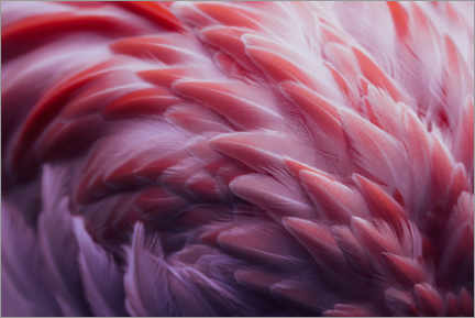 Poster Flamingo