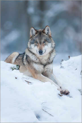 Poster Wölfin liegt im Schnee