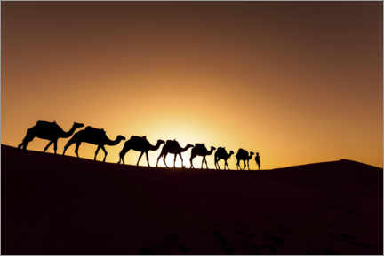 Poster Kamelwandern in der Wüste