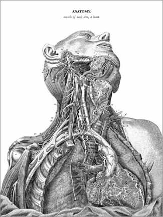 Poster  Anatomie des Nervensystems im Herzen, Hals und Arm