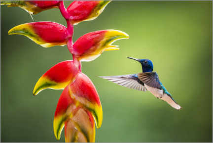 Poster Kolibri im Regenwald von Costa Rica