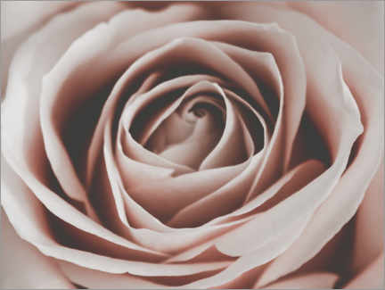 Poster Pinke Rose