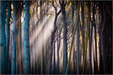 Poster Wald am Morgen