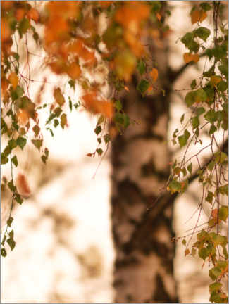 Poster Herbstliche Birke
