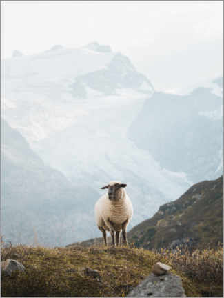 Leinwandbild  Schaf in den Schweizer Alpen - Lukas Saalfrank