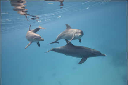 Poster Familie der Delfine schwimmt zusammen unter Wasser