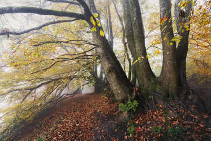 Poster Herbstfarbene Bäume im Nebel in England