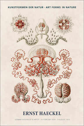 Leinwandbild  Ernst Haeckel - Art forms of nature I - Ernst Haeckel