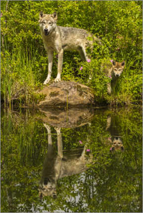 Holzbild  Wolf und Welpe spiegeln sich im See - Jaynes Gallery