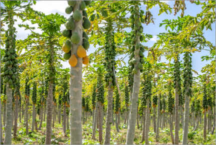 Holzbild  Papaya-Plantage - Lisa S. Engelbrecht