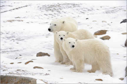 Poster Eisbärenmutter und zwei Jungtiere