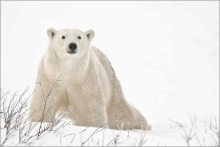 Holzbild  Eisbär auf gefrorener Tundra - Jaynes Gallery