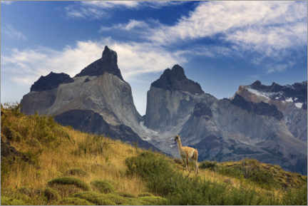 Poster Guanaco im Nationalpark Torres del Paine