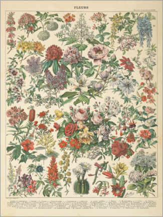 Poster Vintage Blumendiagramm