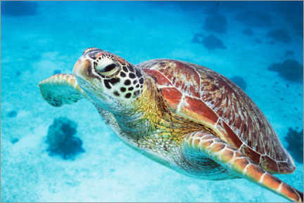 Acrylglasbild  Meeresschildkröte hautnah - Matteo Colombo
