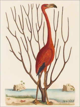 Gallery Print  Flamingo - Mark Catesby