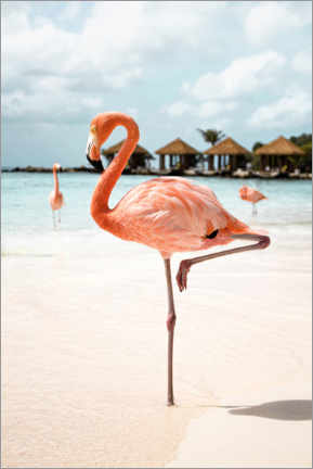 Poster Rosa Flamingo auf der Karibik-Insel Aruba