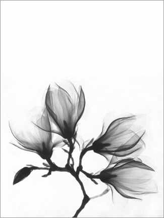 Holzbild  Röntgenbild einer Magnolie - Art Couture