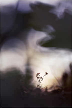Poster  Ganz kleine Pilze in herrlichem Licht - Bob Daalder