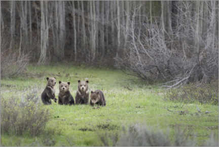 Leinwandbild  Vier Grizzlybärenjunge auf einer Wiese - Jaynes Gallery