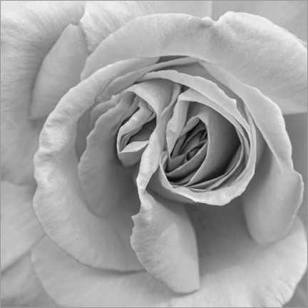 Acrylglasbild  Rose in Schwarz und Weiß - Henrike Schenk
