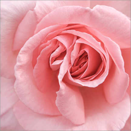 Poster Zarte rosa Rose