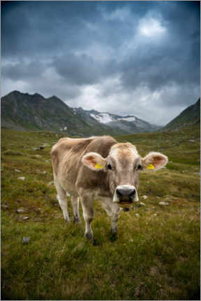 Hartschaumbild  Kuh auf Schweizer Alp - Marcel Gross