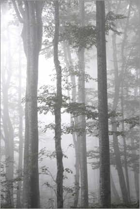 Poster Grauer Nebel im Herbst Wald