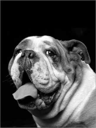 Poster Brawny die Bulldogge