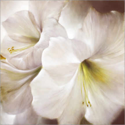 Poster Weiße Amaryllis im Gegenlicht