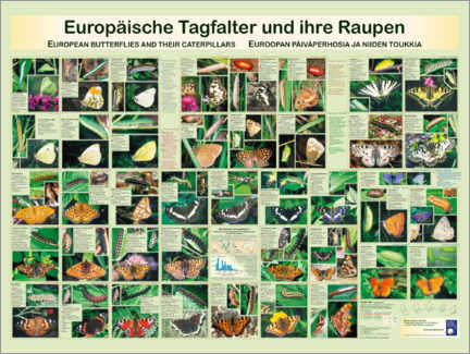 Acrylglasbild  Europäische Tagfalter - Planet Poster Editions