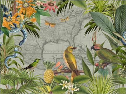 Poster Tropische Dschungelvögel in Mexiko