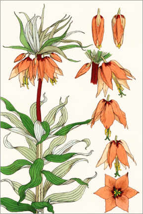 Hartschaumbild  Kaiserkrone, Fritillaria imperialis - Eugène Grasset