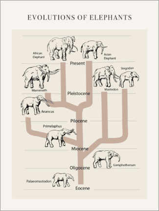 Poster Die Entwicklung des Elefanten