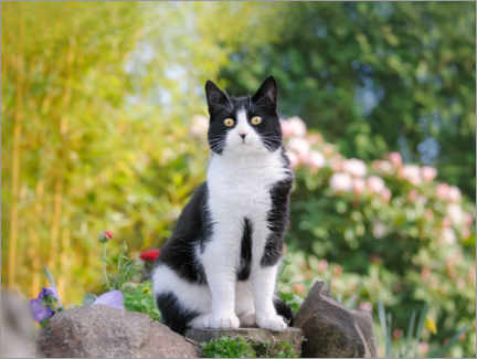 Wandbild  Schwarz-weiße Katze im Frühling - Katho Menden