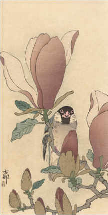 Poster Spatz auf blühendem Magnolienzweig, ca. 1900