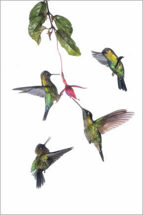Poster Fliegende Kolibris