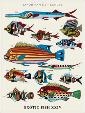 Leinwandbild  Exotische Fische, vintage - Vintage Educational Collection