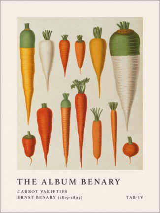 Gallery Print  The Album Benary - Carrot Varieties - Ernst Benary