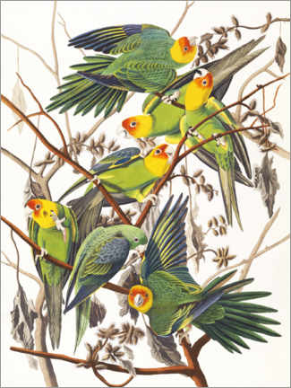 Leinwandbild  Sittiche - John James Audubon