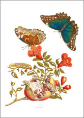 Poster  Granatapfel und blauer Morphofalter - Maria Sibylla Merian