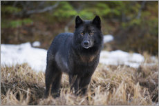 Gallery Print  Wolf in Alaska - John Hyde