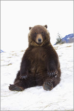 Wandsticker  Grizzly sitzt im Schnee - Doug Lindstrand
