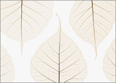 Wandsticker  Transparente Blätter - Kelly Redinger